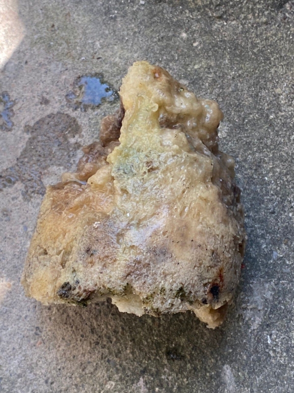 【價錢透明+歡迎詢問】桃園通水管、桃園抽水肥、桃園通馬桶、桃園找化糞池、桃園洗水塔、桃園修化糞池、桃園通糞管